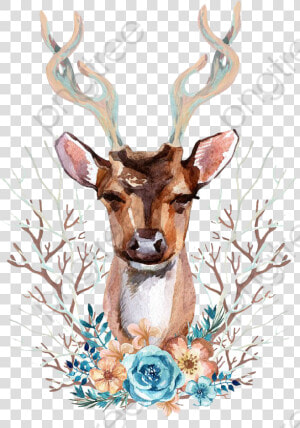 Transparent Deer Antlers Clipart   Deer Front View  HD Png Download