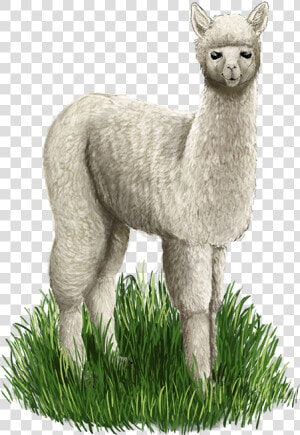 Alpaca Web   Llama  HD Png Download