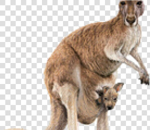 Kangaroo Png Transparent Images   Kangaroo Png  Png Download