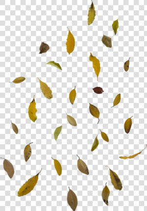 Falling Autumn Leaves Free Png Image   Falling Leaves Png Transparent  Png Download