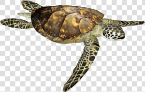 Sea Turtle Png Image   Hawksbill Sea Turtle  Transparent Png