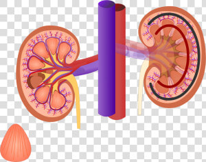 Renal Internal Anatomy   Kidney Png  Transparent Png