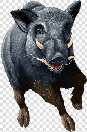 Boar Png   Wild Hog Transparent Background  Png Download