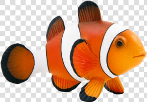 Maroon Clownfish Animal Mojo Fun 387090 Clown Fish   Clown Fish Png  Transparent Png