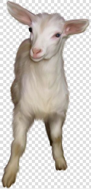 Feral Goat Snout   Chivas Animal Png  Transparent Png