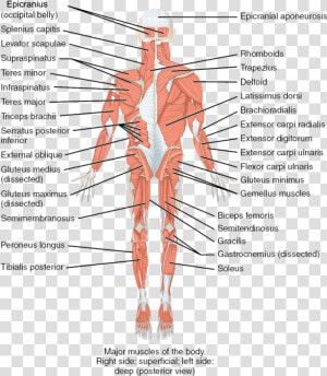 Parts And Functions Of Musculoskeletal System  HD Png Download