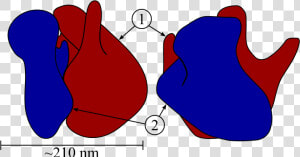 Ribosome Structure  HD Png Download