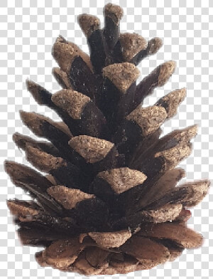 Conifer Cone  HD Png Download