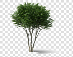 Shrub Png Background Image   Shrub Png  Transparent Png