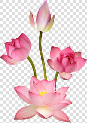 Pink Lotus Png Images   Sacred Lotus  Transparent Png