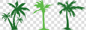 Tree Evergreen Arecaceae Clip Art   Coconut  HD Png Download