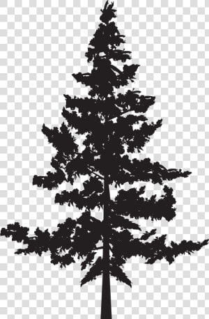 Black Pine Tree Pinus Contorta   Png Pine Trees Silhouette  Transparent Png