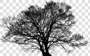 Tree  Leafless  Barren  Nature  Ecological  Green  HD Png Download