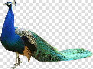 Peacock Png Png Download   Peacock Png  Transparent Png