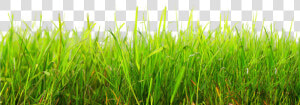 Grama De Futebol Png   Png Download   Grass Png  Transparent Png