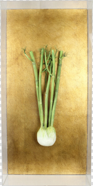 Fennel   Still Life  HD Png Download