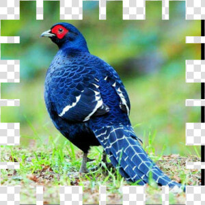 Clip Art Bird Ring Necked Partridge   Faisan Mikado  HD Png Download