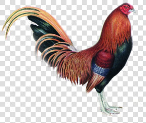  gallo   Rooster  HD Png Download