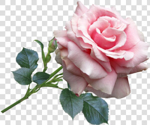 Rose Rosa Png   Rosa Png  Transparent Png