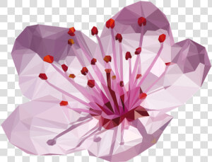 Transparent Cherry Blossom Flower Png   Flower Cherry Blossom Png  Png Download