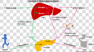 Prime Global Medical Communications   Stress And Blood Glucose Levels  HD Png Download