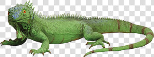 Iguana Png  Transparent Png