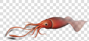 Squid Png Images Hd   Colossal Squid Png  Transparent Png