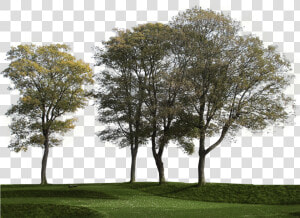 Transparent Group Of Trees Png   Big Tree Cut Out  Png Download