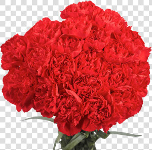 Carnations 100 Flowers Next Day Delivery   All Red Carnation Bouquet  HD Png Download