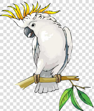 Free Parrot And Macaw Clipart   Cockatoo Clipart  HD Png Download