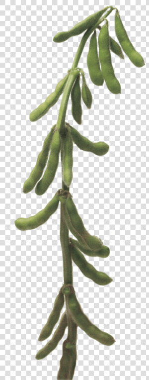 Soybean Stalk  HD Png Download