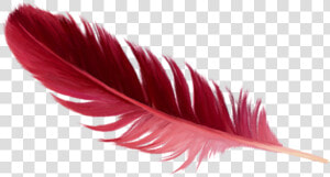 Red Feather Png   Real Red Feather Png  Transparent Png