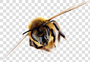 Bee Free Png Image   Importance Of Bees Facts  Transparent Png