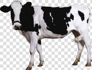 Black White Cow   Cow Png  Transparent Png