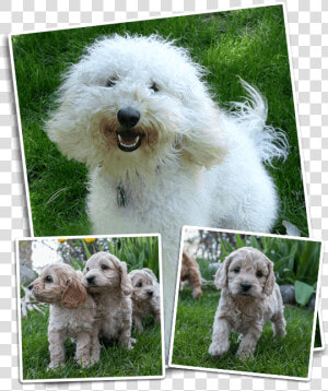 Perfect The Labradoodle In Colorado   Labradoodle  HD Png Download