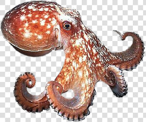  octopus   Real Octopus Transparent Background  HD Png Download