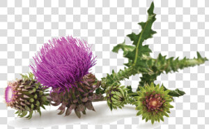 Milk Thistle  HD Png Download