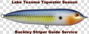 Texoma Topwater Season   Pomacentridae  HD Png Download