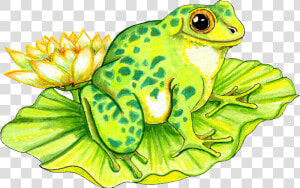 Frog On Lily Pad Drawing  HD Png Download