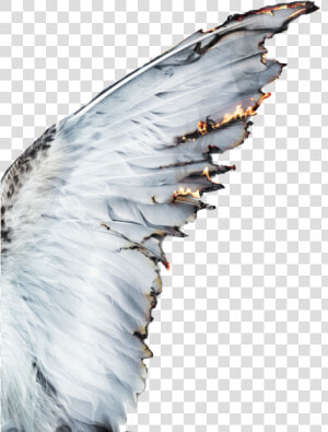 Aesthetics Castiel Photography Angel   Angel Wings Aesthetic  HD Png Download