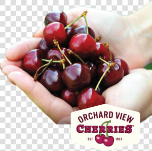 Fresh Sweet Cherries From Orchard View   Cherry  HD Png Download