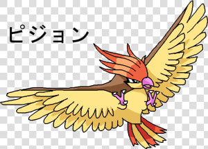 017 Pidgeotto   Four Get Me A Nots  HD Png Download