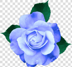  mq  blue  rose  roses  flowers   Transparent Background Purple Flower Transparent  HD Png Download