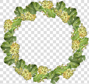 Grapes  Wreath  Border  Frame  Decoration  Cut Out   Viburnum  HD Png Download