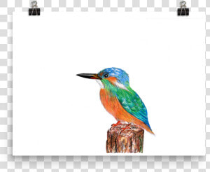 Image Of Kingfisher   Coraciiformes  HD Png Download