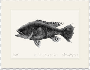 Black Sea Bass    Bass  HD Png Download