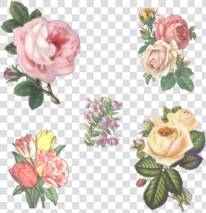 5 Vintage Flowers By Victorian lady   Vintage Flowers Drawings Png  Transparent Png