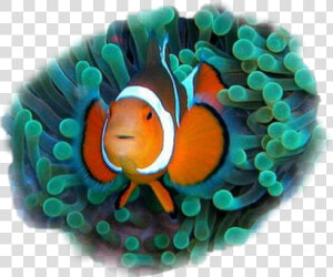  clownfish   Commensalistic Relationship Between Two Organisms  HD Png Download