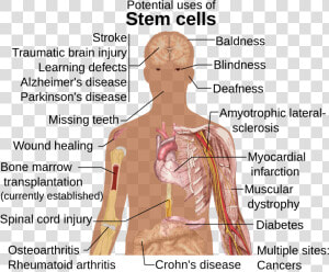 Can Stem Cells Be Used  HD Png Download