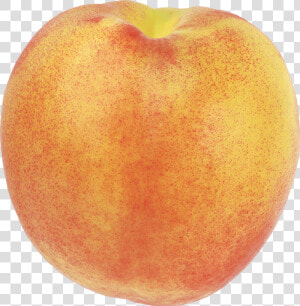 Peach Png Image   Peach With No Background  Transparent Png